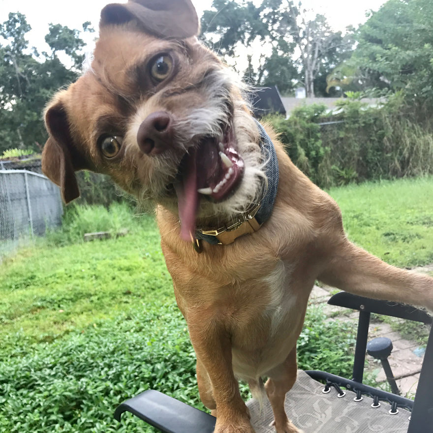 This Dog Has Thousands Of Expressions, And It Cracks Us Up This Dog Has Thousands Of Expressions, And It Cracks Us Up