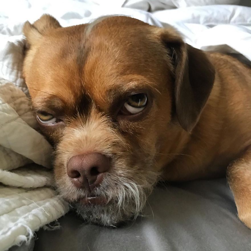 This Dog Has Thousands Of Expressions, And It Cracks Us Up This Dog Has Thousands Of Expressions, And It Cracks Us Up
