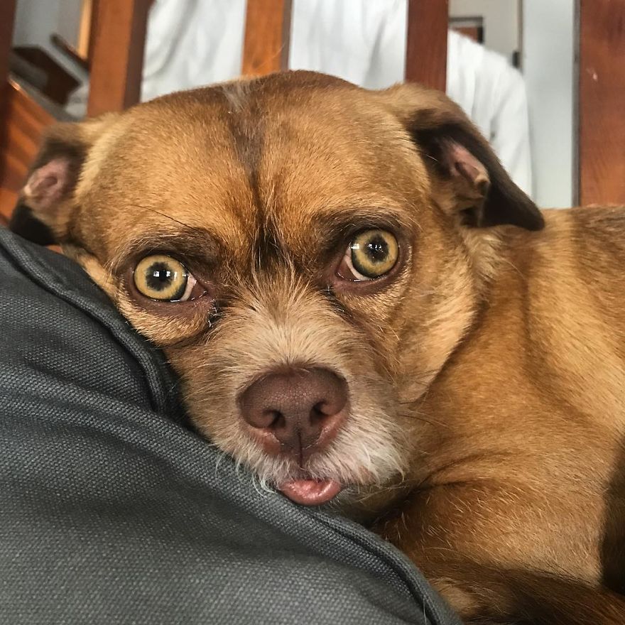 This Dog Has Thousands Of Expressions, And It Cracks Us Up This Dog Has Thousands Of Expressions, And It Cracks Us Up