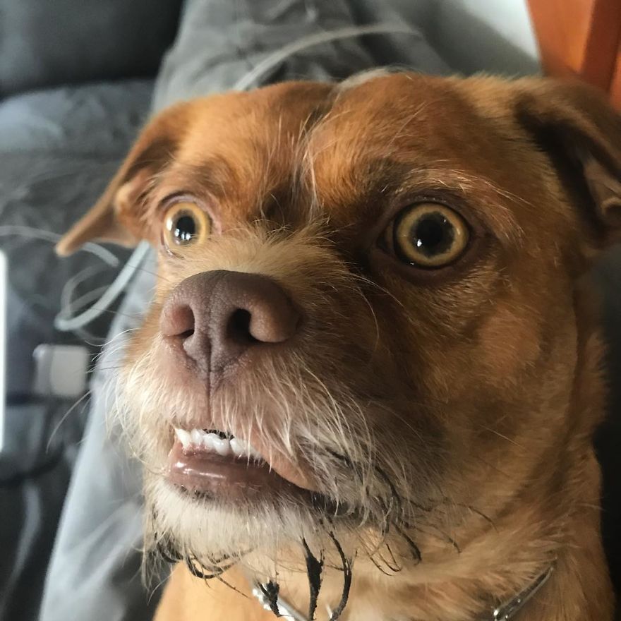 This Dog Has Thousands Of Expressions, And It Cracks Us Up This Dog Has Thousands Of Expressions, And It Cracks Us Up