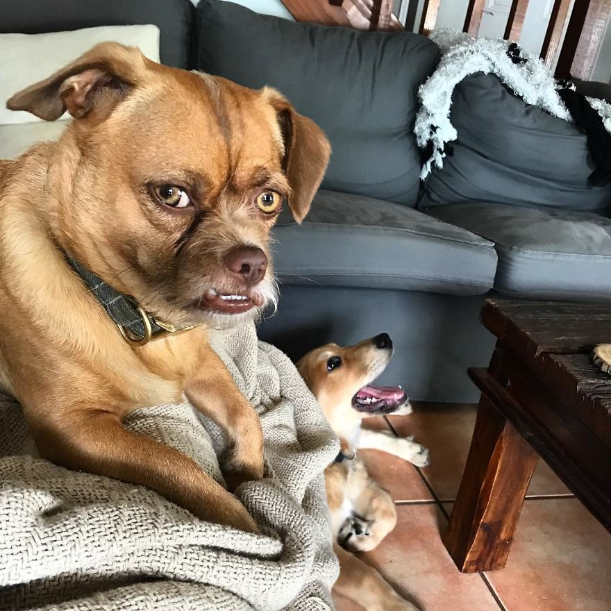 This Dog Has Thousands Of Expressions, And It Cracks Us Up This Dog Has Thousands Of Expressions, And It Cracks Us Up