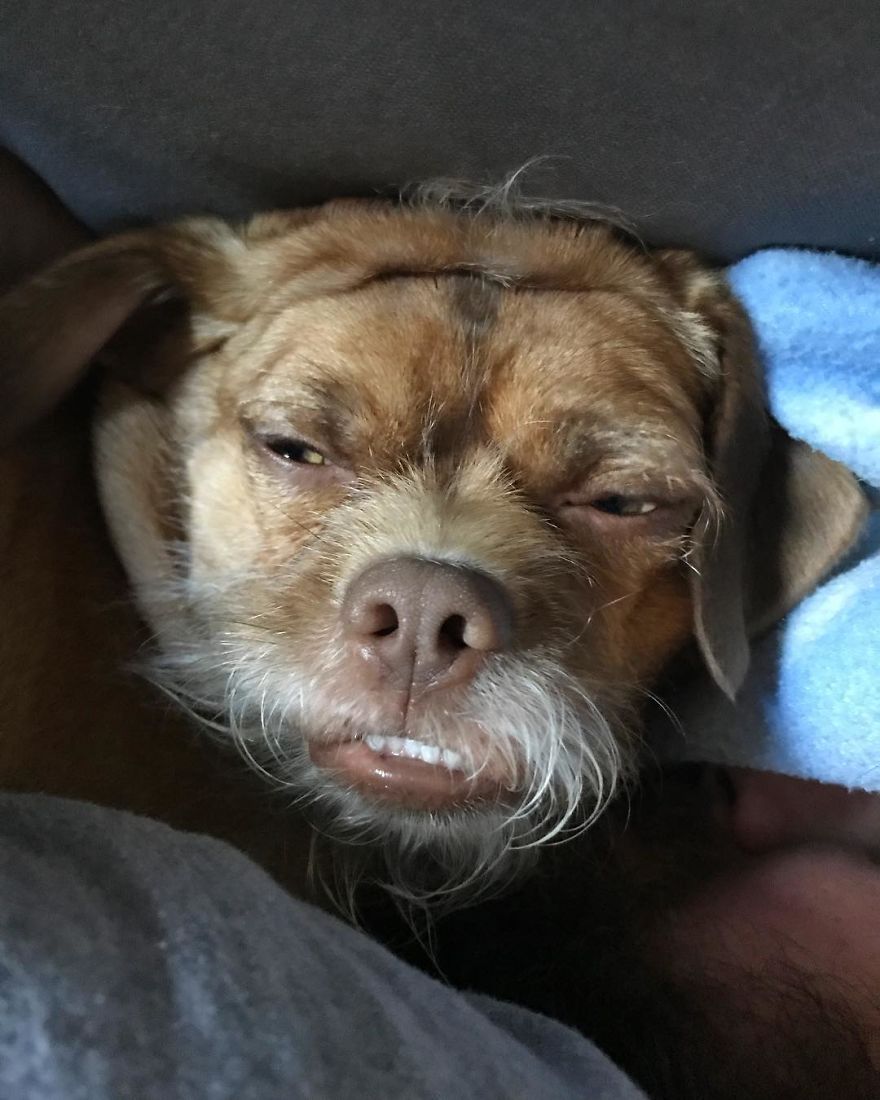 This Dog Has Thousands Of Expressions, And It Cracks Us Up This Dog Has Thousands Of Expressions, And It Cracks Us Up