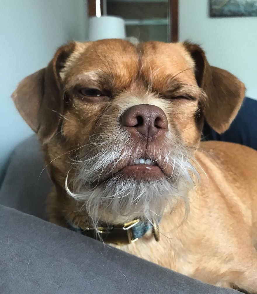 This Dog Has Thousands Of Expressions, And It Cracks Us Up This Dog Has Thousands Of Expressions, And It Cracks Us Up