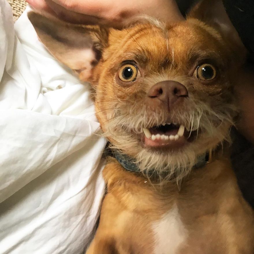 This Dog Has Thousands Of Expressions, And It Cracks Us Up This Dog Has Thousands Of Expressions, And It Cracks Us Up