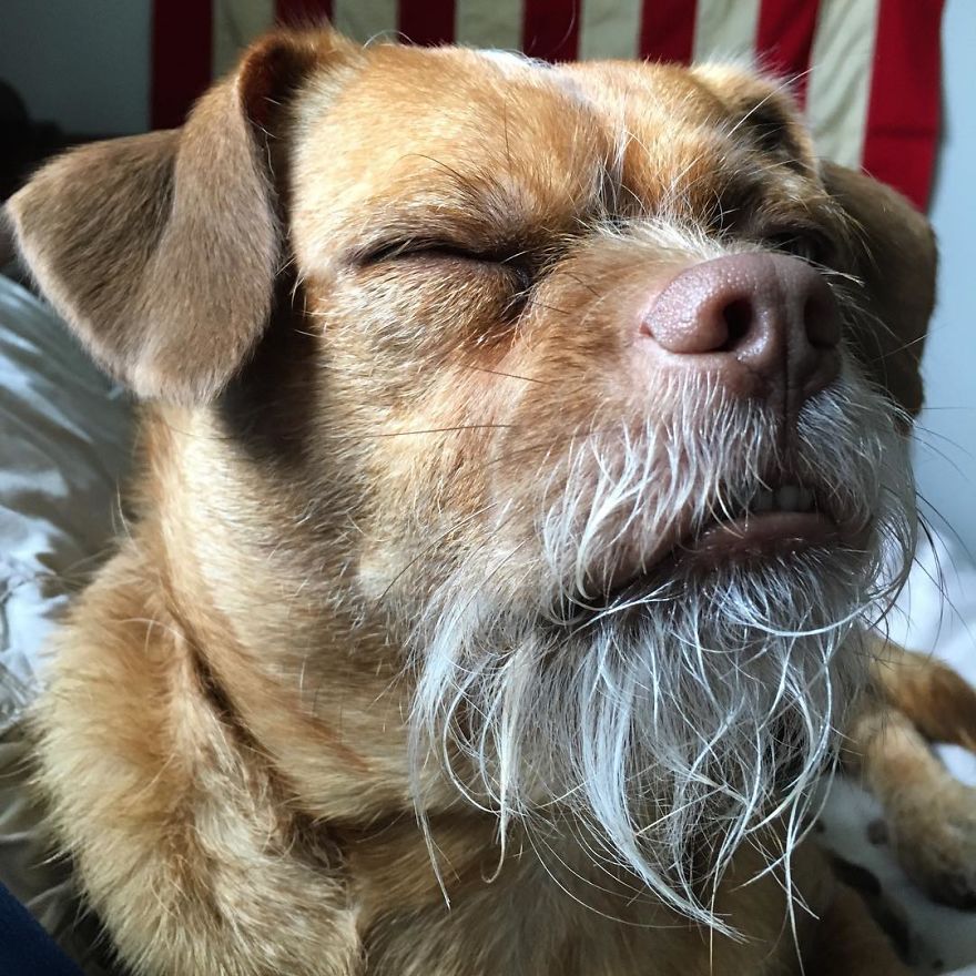 This Dog Has Thousands Of Expressions, And It Cracks Us Up This Dog Has Thousands Of Expressions, And It Cracks Us Up
