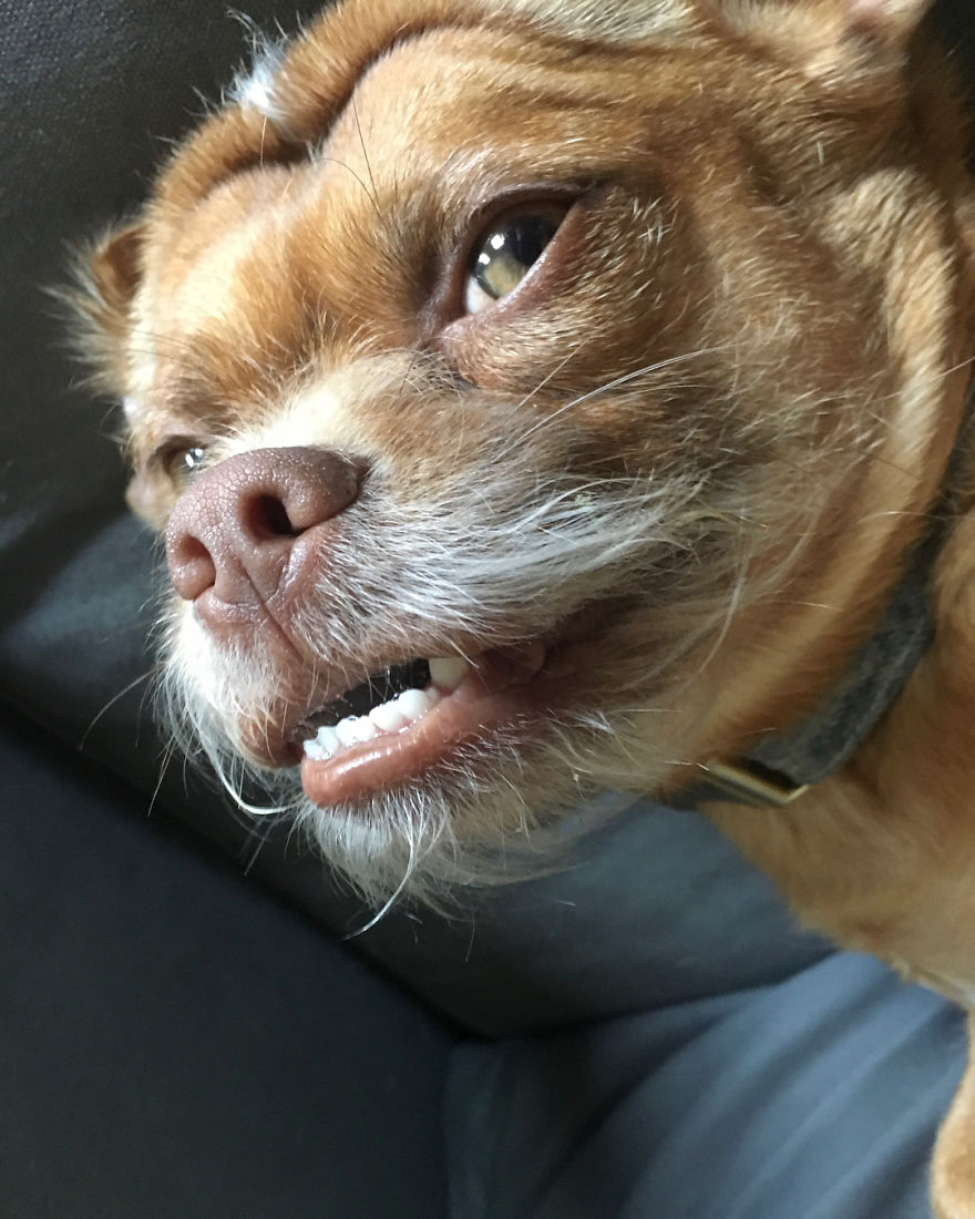 This Dog Has Thousands Of Expressions, And It Cracks Us Up This Dog Has Thousands Of Expressions, And It Cracks Us Up