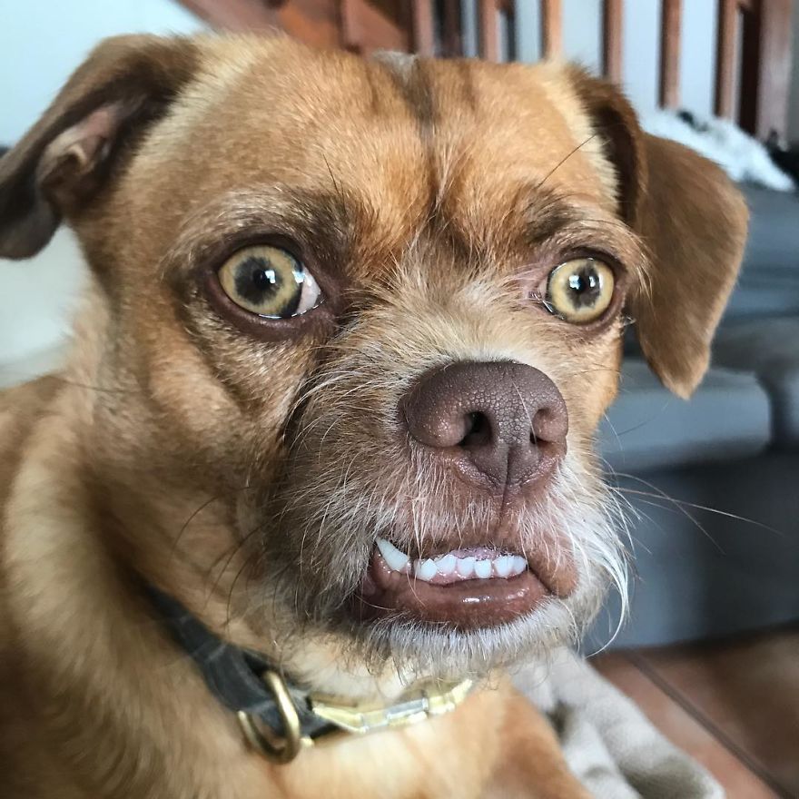 This Dog Has Thousands Of Expressions, And It Cracks Us Up This Dog Has Thousands Of Expressions, And It Cracks Us Up