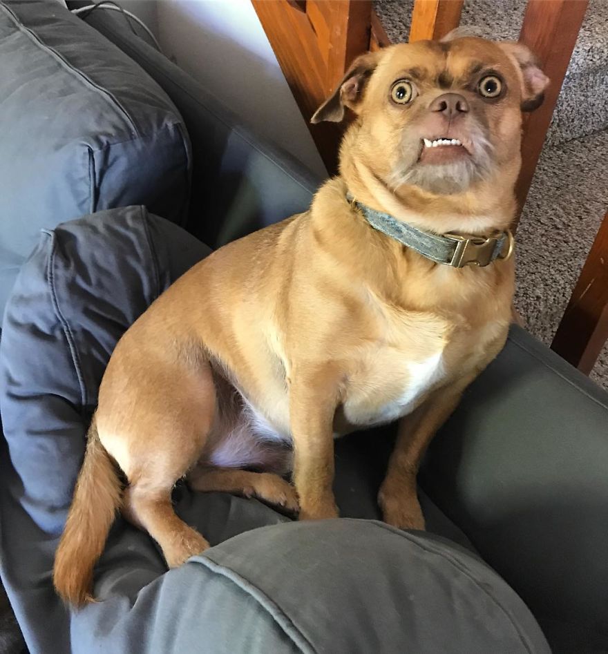This Dog Has Thousands Of Expressions, And It Cracks Us Up This Dog Has Thousands Of Expressions, And It Cracks Us Up