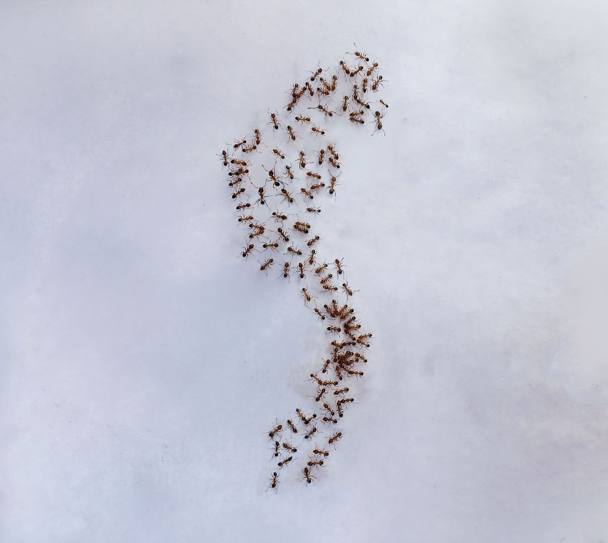 I ‘Pay’ Ants In Sugar To Help Me Finish My Animal Paintings (12 Pics) I ‘Pay’ Ants In Sugar To Help Me Finish My Animal Paintings (12 Pics)