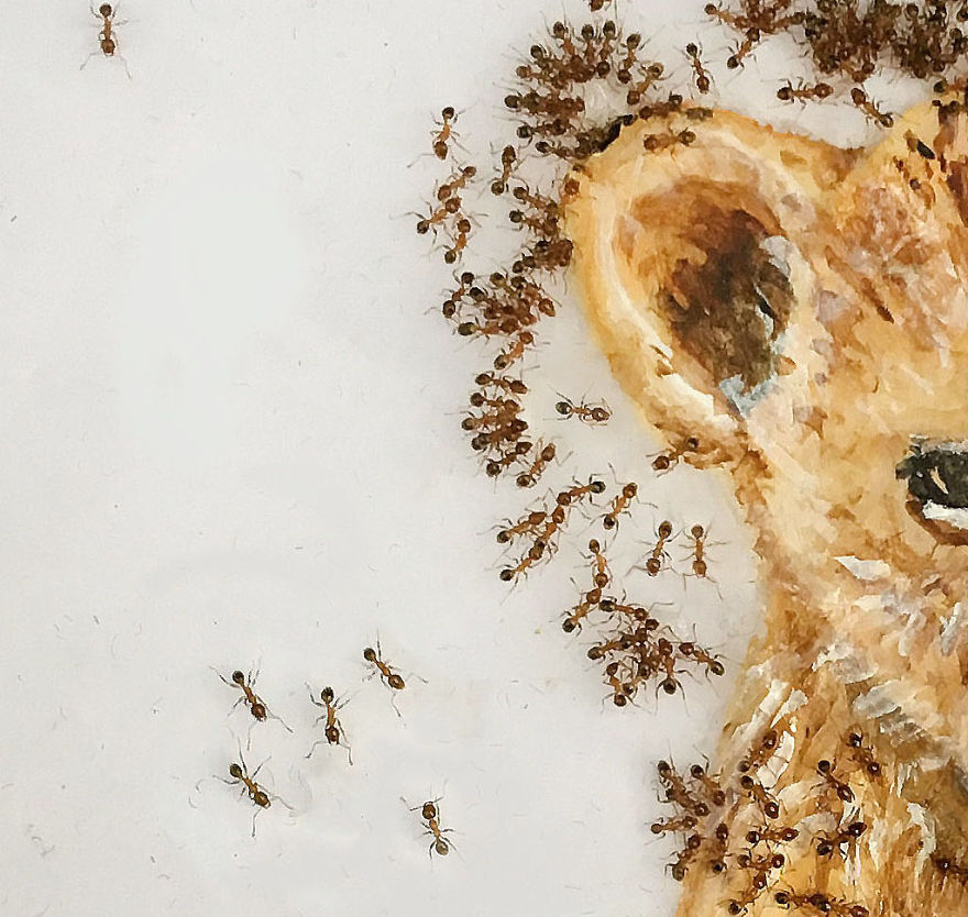 I ‘Pay’ Ants In Sugar To Help Me Finish My Animal Paintings (12 Pics) I ‘Pay’ Ants In Sugar To Help Me Finish My Animal Paintings (12 Pics)