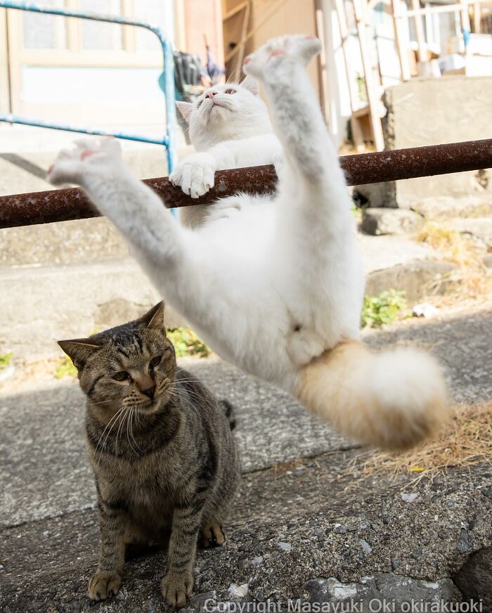 Meet Japan’s Stray Cats: 62 Heartwarming And Funny Photos By Masayuki Oki Meet Japan’s Stray Cats: 62 Heartwarming And Funny Photos By Masayuki Oki