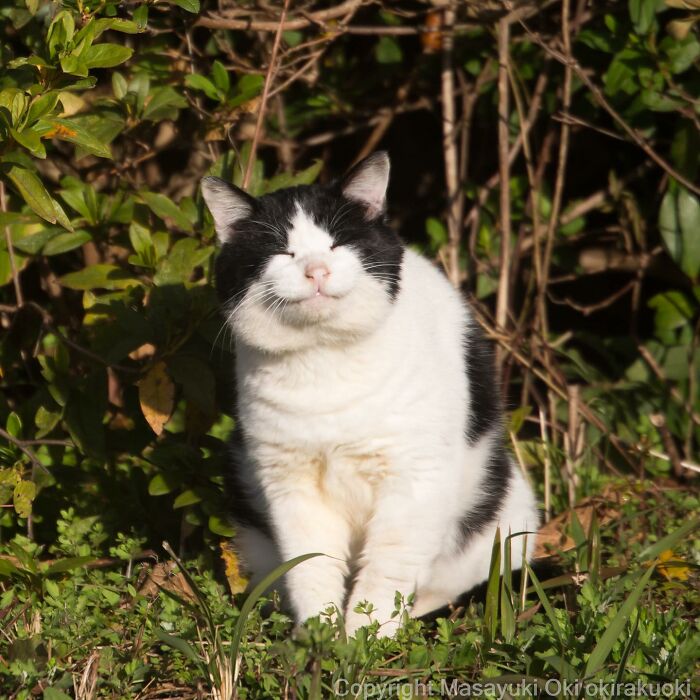 Meet Japan’s Stray Cats: 62 Heartwarming And Funny Photos By Masayuki Oki Meet Japan’s Stray Cats: 62 Heartwarming And Funny Photos By Masayuki Oki
