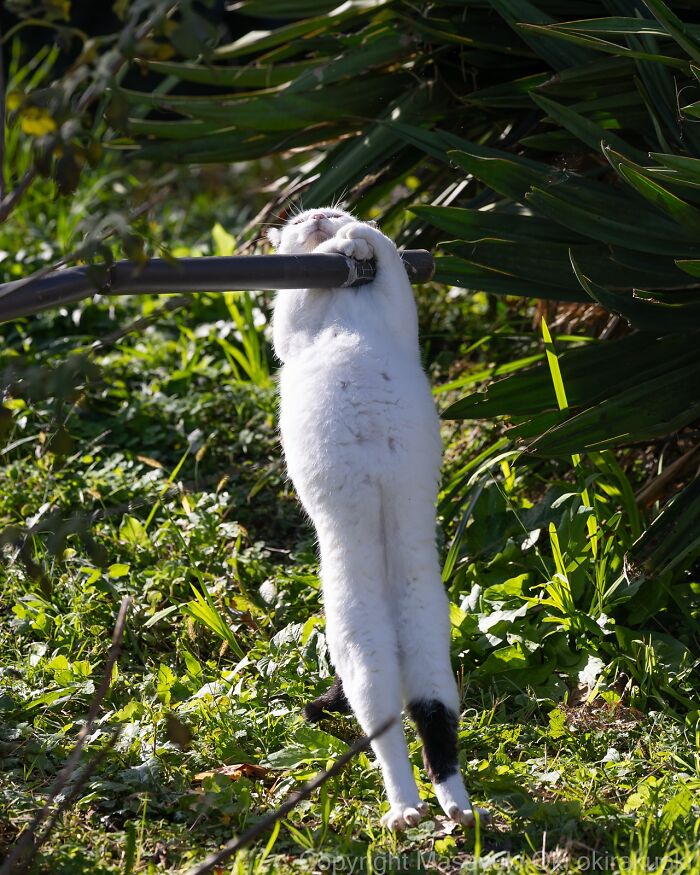Meet Japan’s Stray Cats: 62 Heartwarming And Funny Photos By Masayuki Oki Meet Japan’s Stray Cats: 62 Heartwarming And Funny Photos By Masayuki Oki