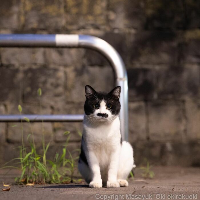 Meet Japan’s Stray Cats: 62 Heartwarming And Funny Photos By Masayuki Oki Meet Japan’s Stray Cats: 62 Heartwarming And Funny Photos By Masayuki Oki