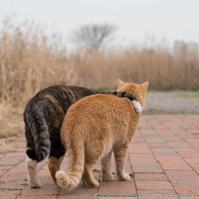 Meet Japan’s Stray Cats: 62 Heartwarming And Funny Photos By Masayuki Oki Meet Japan’s Stray Cats: 62 Heartwarming And Funny Photos By Masayuki Oki