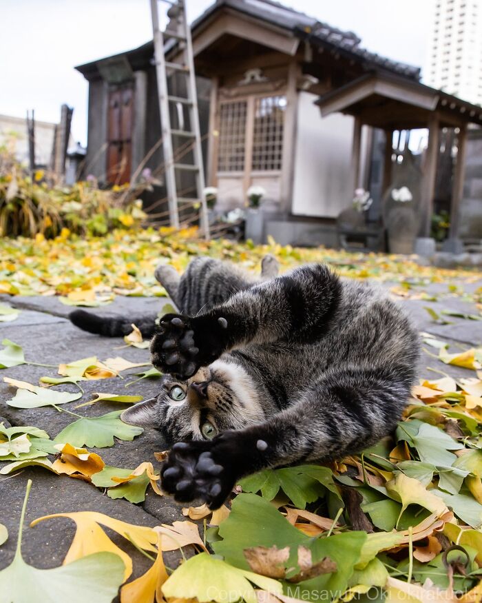 Meet Japan’s Stray Cats: 62 Heartwarming And Funny Photos By Masayuki Oki Meet Japan’s Stray Cats: 62 Heartwarming And Funny Photos By Masayuki Oki