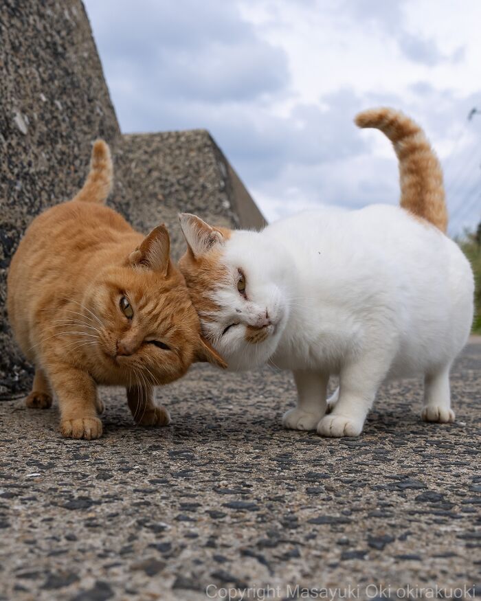 Meet Japan’s Stray Cats: 62 Heartwarming And Funny Photos By Masayuki Oki Meet Japan’s Stray Cats: 62 Heartwarming And Funny Photos By Masayuki Oki