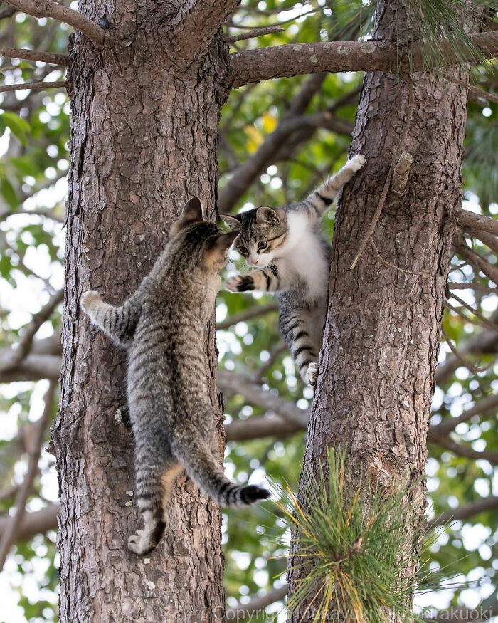 Meet Japan’s Stray Cats: 62 Heartwarming And Funny Photos By Masayuki Oki Meet Japan’s Stray Cats: 62 Heartwarming And Funny Photos By Masayuki Oki