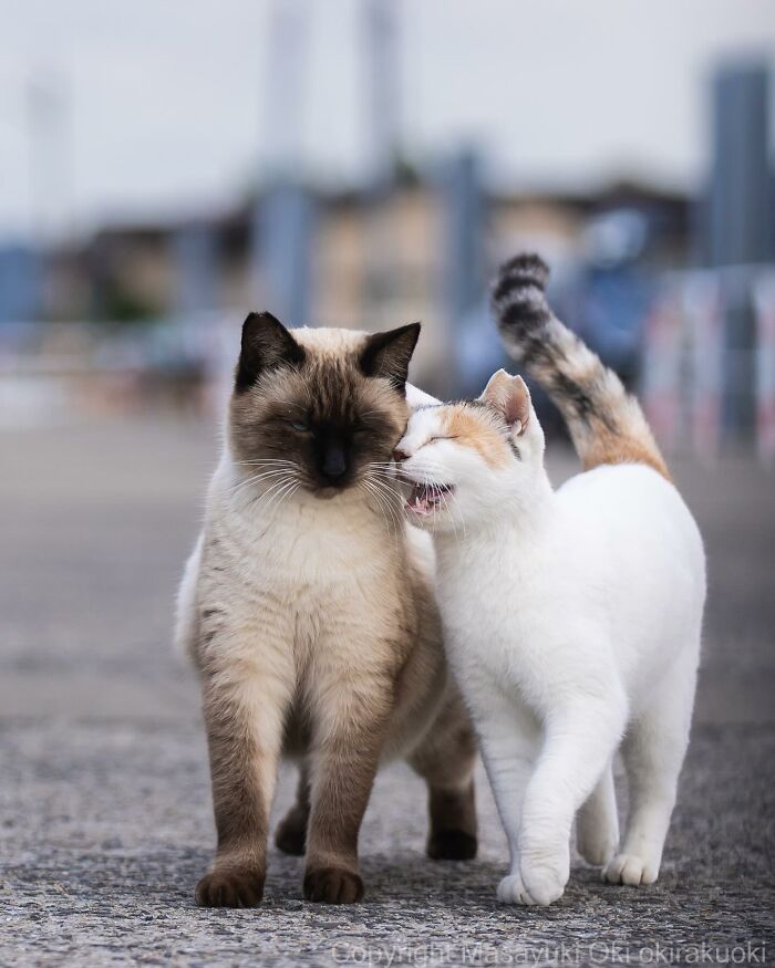 Meet Japan’s Stray Cats: 62 Heartwarming And Funny Photos By Masayuki Oki Meet Japan’s Stray Cats: 62 Heartwarming And Funny Photos By Masayuki Oki