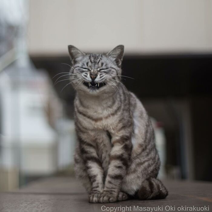 Meet Japan’s Stray Cats: 62 Heartwarming And Funny Photos By Masayuki Oki Meet Japan’s Stray Cats: 62 Heartwarming And Funny Photos By Masayuki Oki