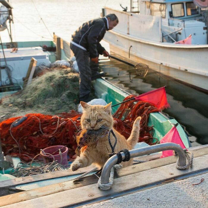 Meet Japan’s Stray Cats: 62 Heartwarming And Funny Photos By Masayuki Oki Meet Japan’s Stray Cats: 62 Heartwarming And Funny Photos By Masayuki Oki