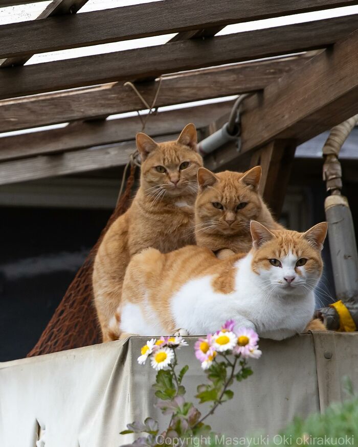 Meet Japan’s Stray Cats: 62 Heartwarming And Funny Photos By Masayuki Oki Meet Japan’s Stray Cats: 62 Heartwarming And Funny Photos By Masayuki Oki