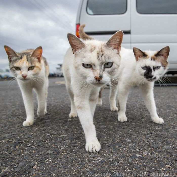 Meet Japan’s Stray Cats: 62 Heartwarming And Funny Photos By Masayuki Oki Meet Japan’s Stray Cats: 62 Heartwarming And Funny Photos By Masayuki Oki