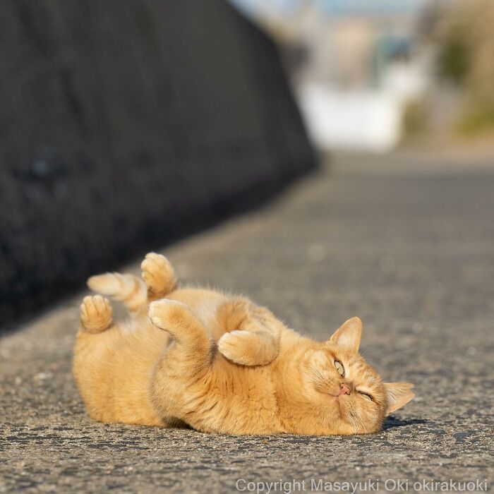Meet Japan’s Stray Cats: 62 Heartwarming And Funny Photos By Masayuki Oki Meet Japan’s Stray Cats: 62 Heartwarming And Funny Photos By Masayuki Oki