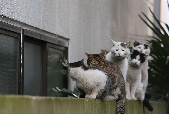 Meet Japan’s Stray Cats: 62 Heartwarming And Funny Photos By Masayuki Oki Meet Japan’s Stray Cats: 62 Heartwarming And Funny Photos By Masayuki Oki