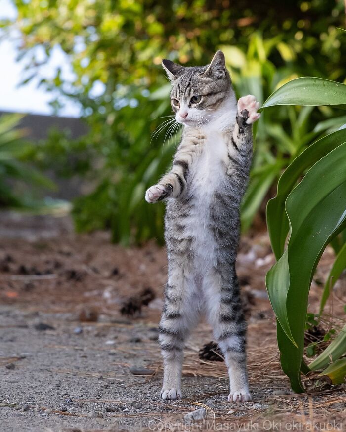 Meet Japan’s Stray Cats: 62 Heartwarming And Funny Photos By Masayuki Oki Meet Japan’s Stray Cats: 62 Heartwarming And Funny Photos By Masayuki Oki