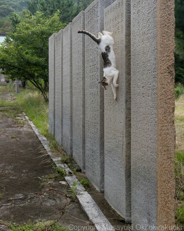 Meet Japan’s Stray Cats: 62 Heartwarming And Funny Photos By Masayuki Oki Meet Japan’s Stray Cats: 62 Heartwarming And Funny Photos By Masayuki Oki