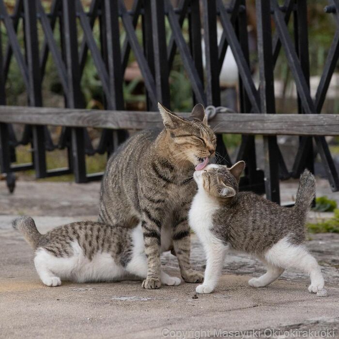 Meet Japan’s Stray Cats: 62 Heartwarming And Funny Photos By Masayuki Oki Meet Japan’s Stray Cats: 62 Heartwarming And Funny Photos By Masayuki Oki