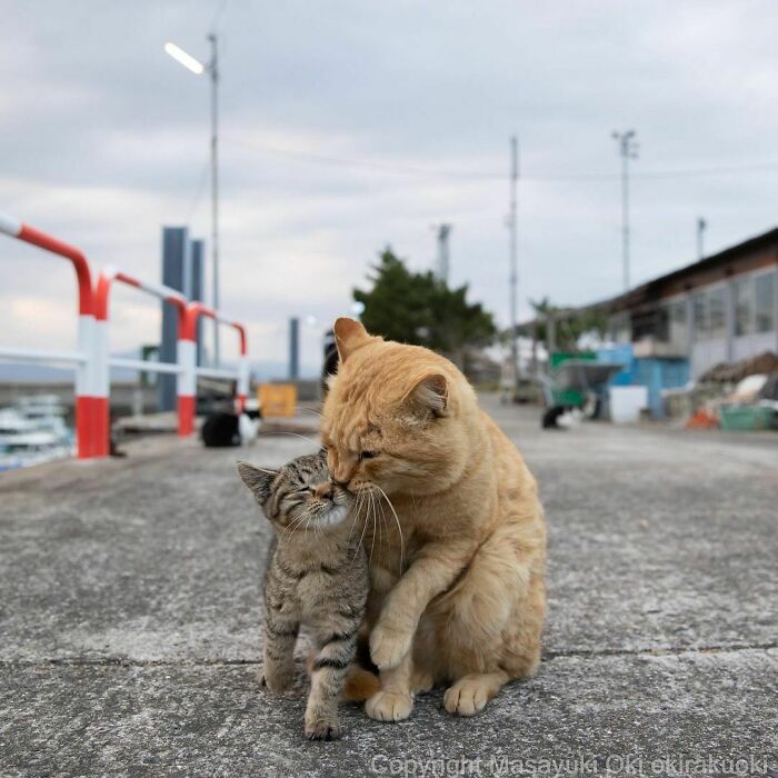 Meet Japan’s Stray Cats: 62 Heartwarming And Funny Photos By Masayuki Oki Meet Japan’s Stray Cats: 62 Heartwarming And Funny Photos By Masayuki Oki