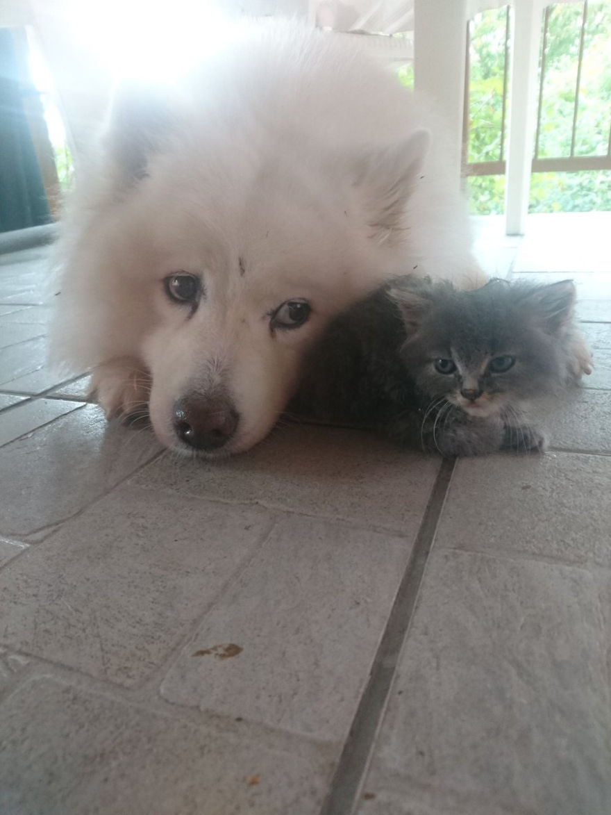 Rescued An Abandoned Kitten Left By The Road – My Dog Is A Big Fan So Far Rescued An Abandoned Kitten Left By The Road – My Dog Is A Big Fan So Far