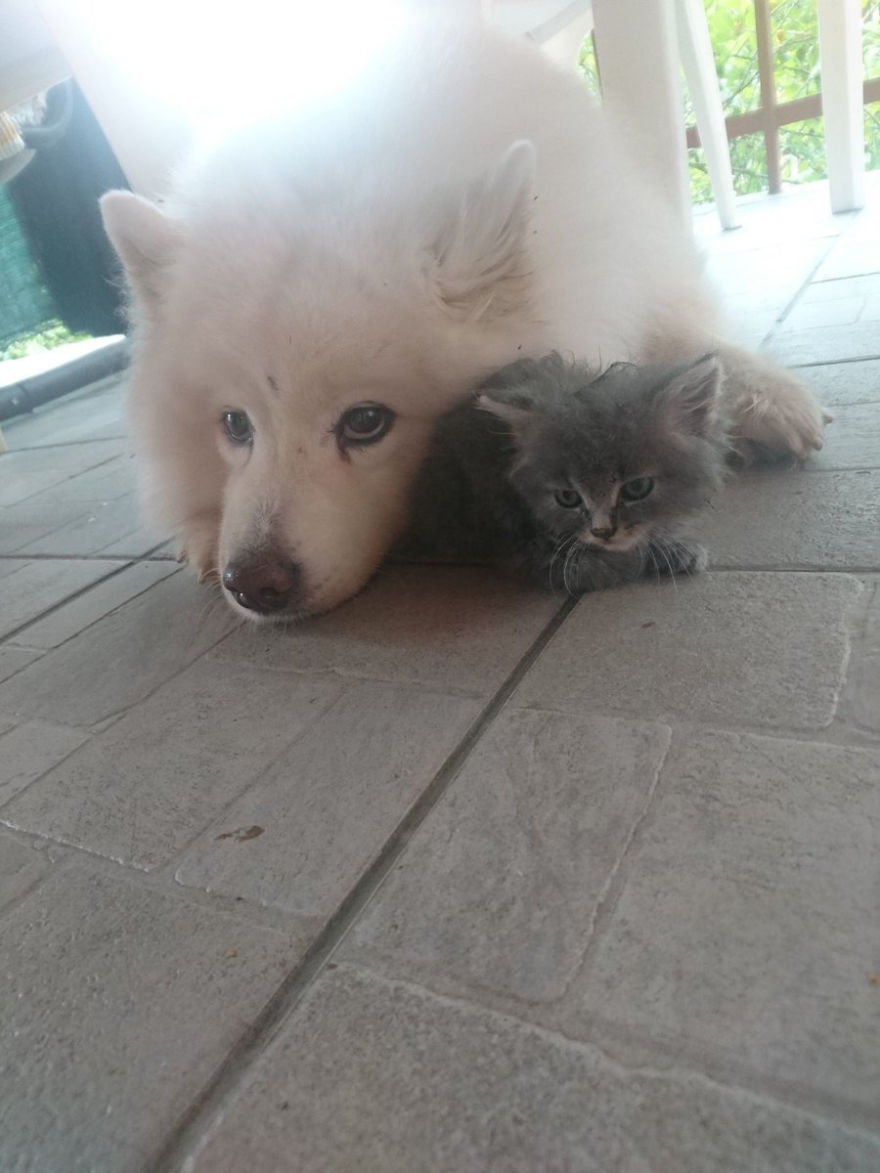 Rescued An Abandoned Kitten Left By The Road – My Dog Is A Big Fan So Far Rescued An Abandoned Kitten Left By The Road – My Dog Is A Big Fan So Far