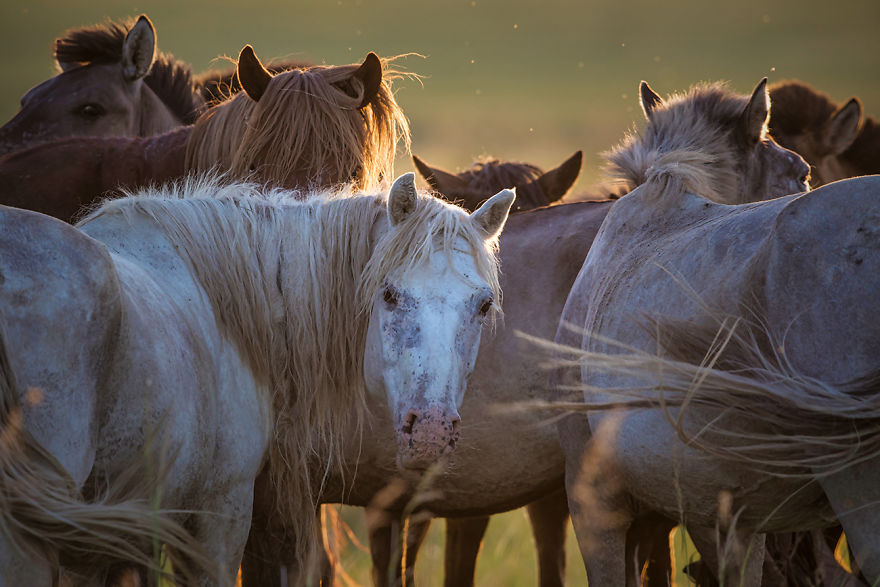 I Captured Horse Photos Showing Mongolia’s Unchanged Nomadic Culture I Captured Horse Photos Showing Mongolia’s Unchanged Nomadic Culture