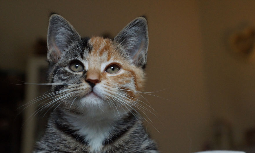 Meet Little Maci &#8211; The New Two-Faced Kitten!