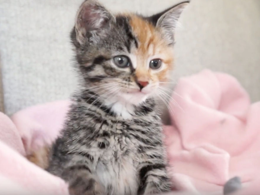 Meet Little Maci &#8211; The New Two-Faced Kitten!