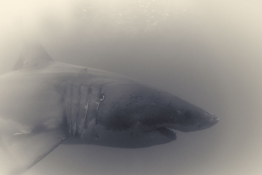 Great White Shark