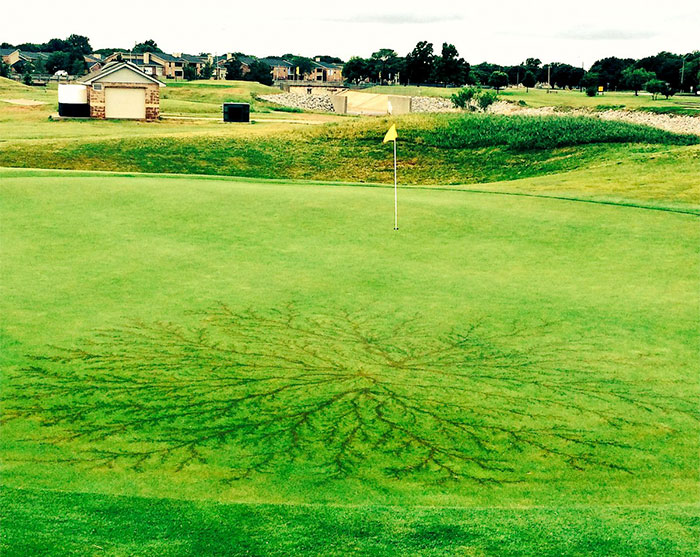 Lichtenberg Scars — Nature’s Tattoo You Don’t Want To Have Lichtenberg Scars — Nature’s Tattoo You Don’t Want To Have