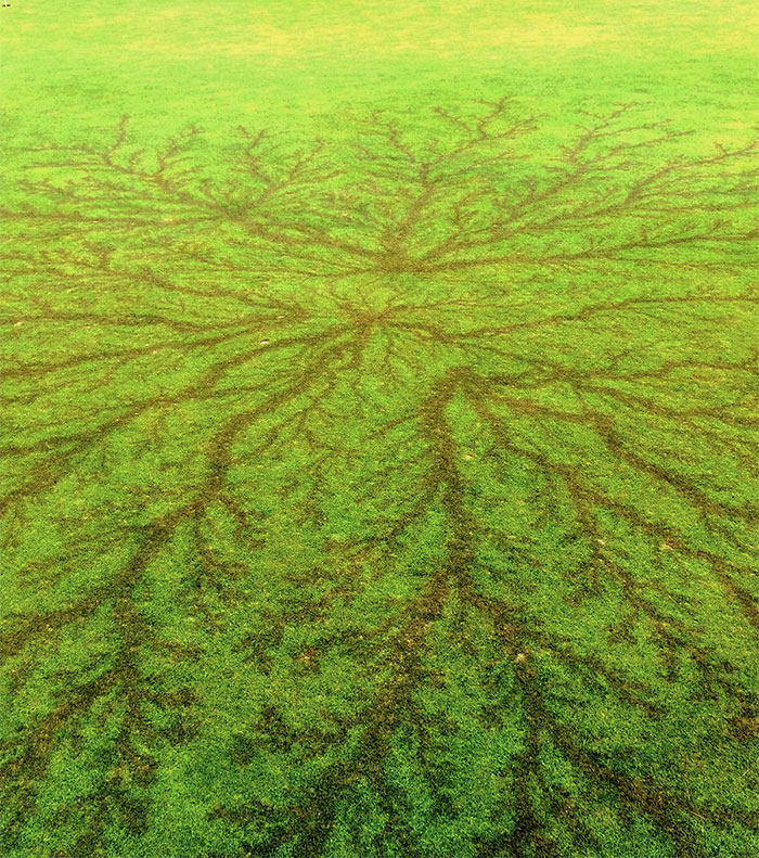 Lichtenberg Scars — Nature’s Tattoo You Don’t Want To Have Lichtenberg Scars — Nature’s Tattoo You Don’t Want To Have