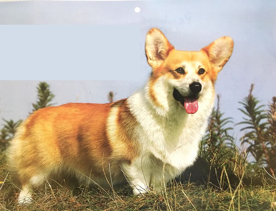 I Make Exclusive, Life-Like Portraits Of Pets And Here Is The Progress I Make Exclusive, Life-Like Portraits Of Pets And Here Is The Progress