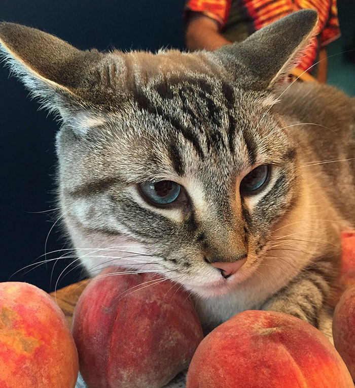This Adorable Cat Loves Peaches And People On The Internet Are Losing Their Minds
