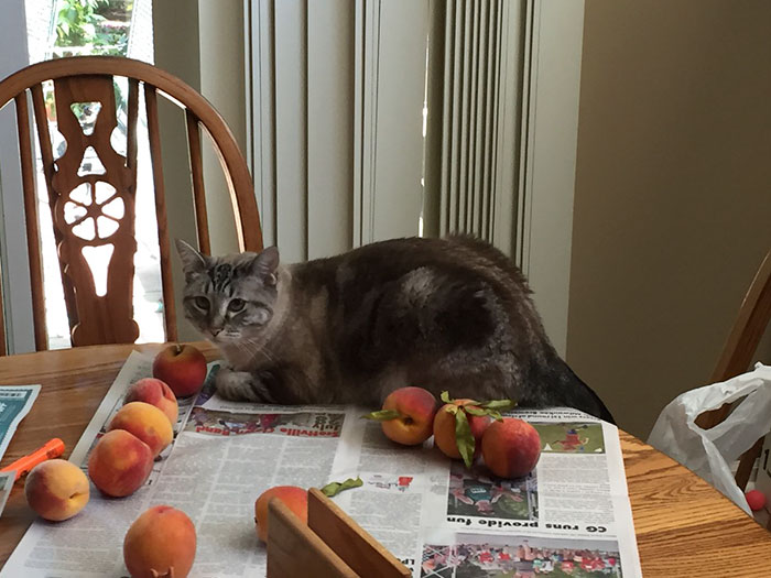 This Adorable Cat Loves Peaches And People On The Internet Are Losing Their Minds