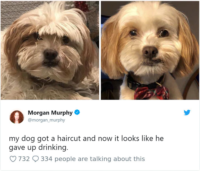 233 Funny Dog Tweets Every Dog Owner Should See ASAP