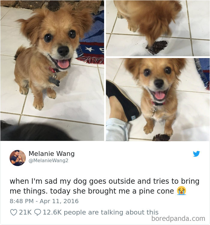 233 Funny Dog Tweets Every Dog Owner Should See ASAP