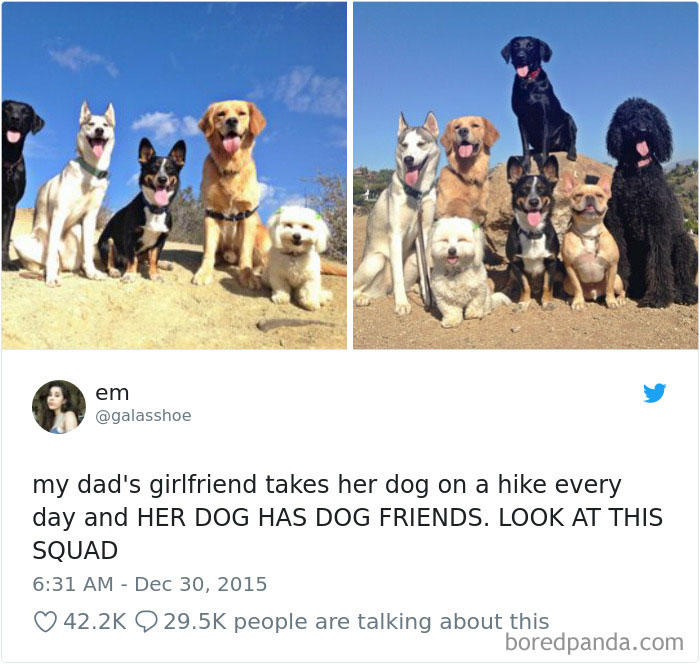 233 Funny Dog Tweets Every Dog Owner Should See ASAP