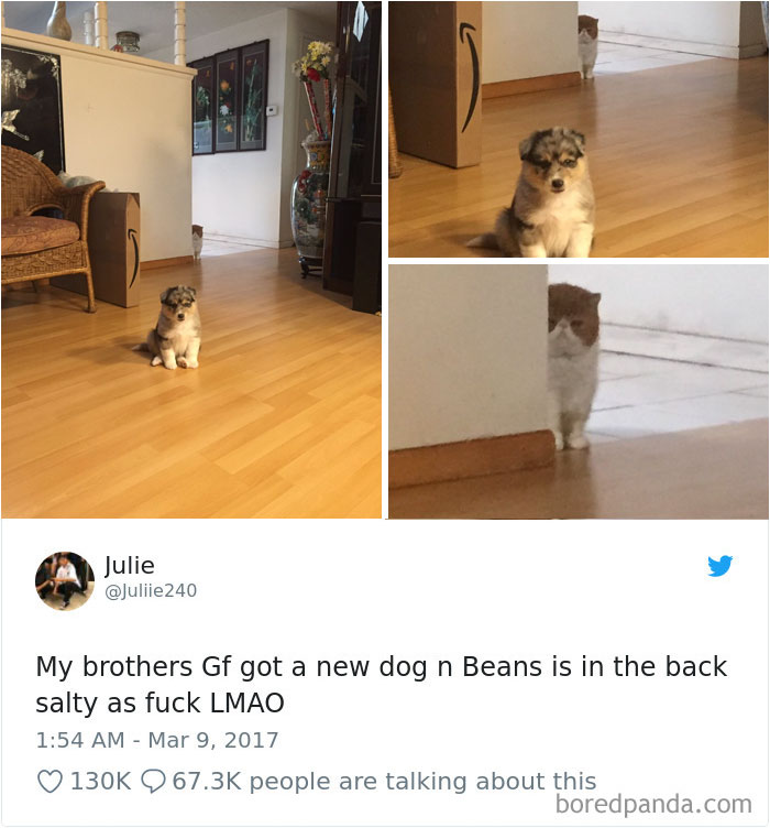 233 Funny Dog Tweets Every Dog Owner Should See ASAP