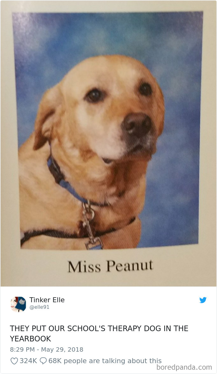 233 Funny Dog Tweets Every Dog Owner Should See ASAP