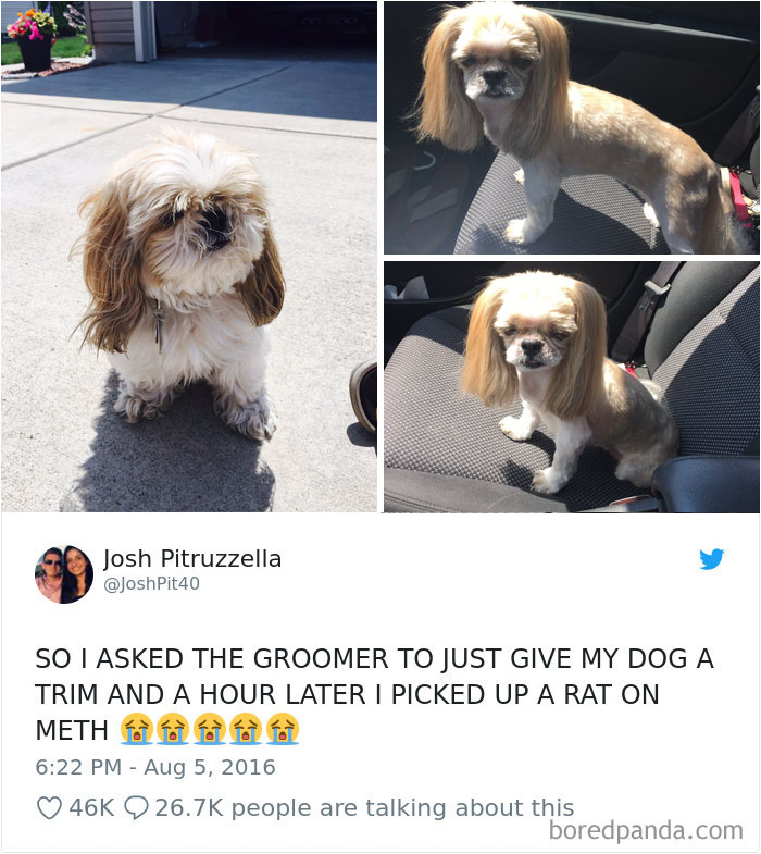 233 Funny Dog Tweets Every Dog Owner Should See ASAP